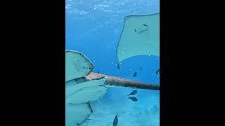 A stingray ate my camera lol  #stingray #scubadiving #maldives #nature #ocean