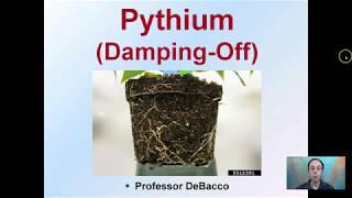 Pythium (Damping Off)