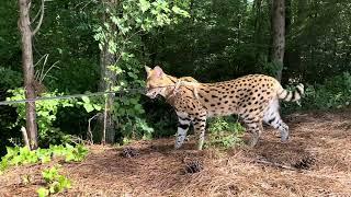 Serval on the Walk