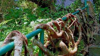 NATURAL BANYAN TREE @CapturingDNature-k3r #nature #world