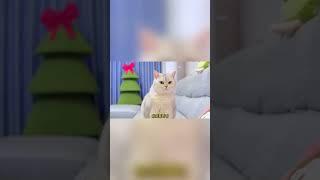 小猫咪半夜听见敲门声，透过猫眼却发现外面没有人#猫咪 #铲屎官 #猫主子 #七宝小圆子