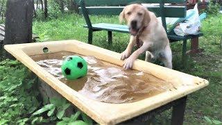 Смешные собаки 2018 Приколы с Собаками ТОПовая подборка Funny Dogs Compilation 2018 #1