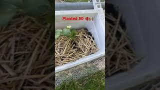 #zone5 2023 #gardening #spring garden