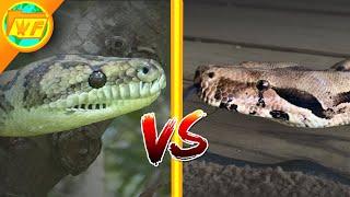 Boa vs Python | What's the difference between Constrictors, Boas, and Pythons?