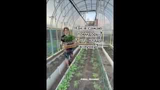 Как я сажаю помидоры и что кладу в лункуБудет шикарный урожай#томаты #помидоры #рассада #теплица