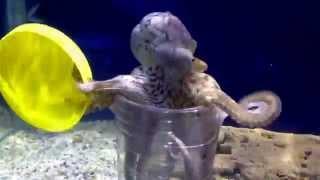 Clever octopus in the aquarium. Умный осьминог.