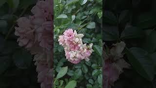 РОЗЫ плетистые, 5 сортов, крупный план! Летник зарисовки