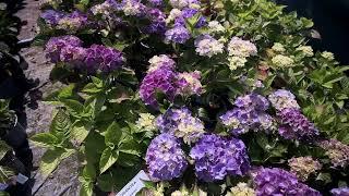 Hydrangea bed - in June at Burncoose