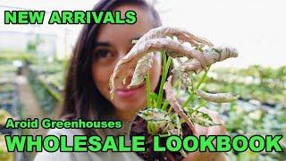 Our New Arrivals | Aroid Greenhouses Wholesale Look Book | Week 14 & 15 | Plant Availability List