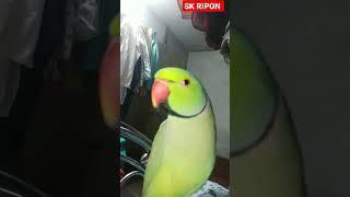 Parrot Talking: The Most UN BELIEVABLE Thing You Ever Hear! #ytshort #short