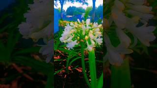 White agapanthus(Lily of the Nile)#africanlily #flowers #lilyofthenile #agapanthus #whiteflower #usa