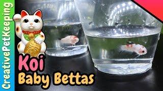 A Closer Look at the Koi Betta Fish Babies