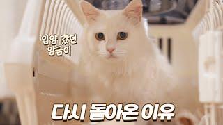 입양 갔던 유기묘가 다시 돌아온 이유 | 모두의 행복을 위한 결정