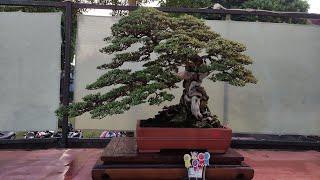 INSPIRASI PEMULA#Bonsai Best In Show Di Indonesia, Inspirasi Bonsai Juara Dan Terbaik Di Indonesia