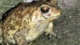 Local Frog Night Video || Village Frog Video || Cute Frog || #frog ||