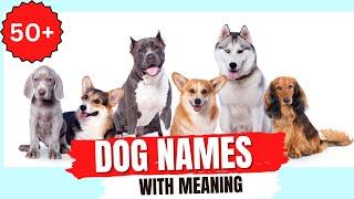 50 Unique Dogs Names  | Dog Names with Meanings| Petopia #youtubeshorts #dog #pets