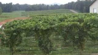 North Carolina Vineyard For Sale - Vineyard, Winery, and Land For Sale - VineSmart