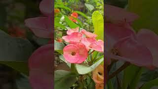 #flowers #viralvideo #subscribe #pink#beautiful