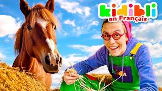 Apprends à monter à cheval ! | Videos Educatives pour les Enfants | Kidibli | Animaj Kids