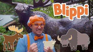 Blippi Visits the Wildlife Park - Learn About Animals | Educational Videos For Kids