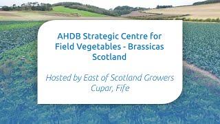 Brassica evaluation trials at AHDB’s Strategic Centre for Vegetable crops in Scotland.