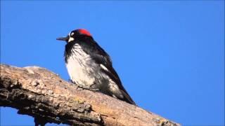 Acorn Woodpecker (male) - Spring motives - call