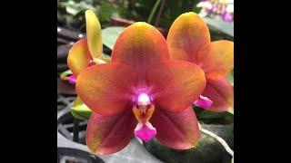 MCL133 Phalaenopsis Mituo Sun Queen "63-2"