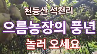 으름농장 봄볕내 / 산척면 석천리 장금터 마을 / 으름 드시러 오세요