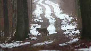 Wolves in the Białowieża Forest by Łukasz Mazurek, WildPoland.com