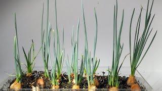 Growing Onions Timelapse |  plant onions | Day 1 To Day 35
