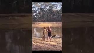 Kangaroo boxsing кенгуру против человека