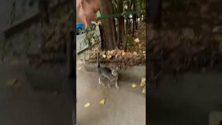 Я как Диснеевская Принцесса со мной разговаривают кошки #walking #cat #кошки #streetcats