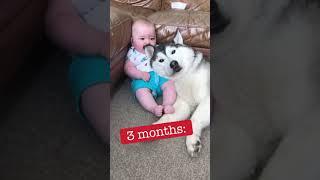 4 years of love  #husky #newborn #bonding