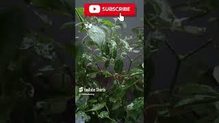 "Mirchi Plant Care: Fertilizer Tips for Thriving Chili Plants#shorts#TGMGardening Care Tips