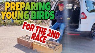 YOUNG BIRD LOSSES ALL OVER|SOMETHING IS DEFINITELY WRONG|PIGEON RACING UK|