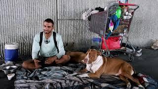 Homeless Because I Won't Get Rid Of My Dogs