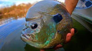 The BLUEGILL that BASS ARE SCARED OF!! (MASSIVE)