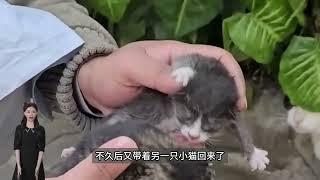 猫妈含泪求助，嘴里叼着病危的小猫，在街道上到处寻找好心人！