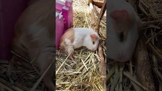 Sleepy Guinea pigs