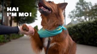 Introducing Mo, North Carolina's First Dog Travel Agent