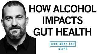 How Does Alcohol Impact Your Gut Microbiome & Leaky Gut? | Dr. Andrew Huberman