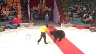 Bear in the Yaroslavl circus attacked a trainer