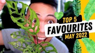 MAY FAVOURTES | Monstera Obliqua, Philodendron Splendid, Hoya, Anthurium & MORE | MAY 2022