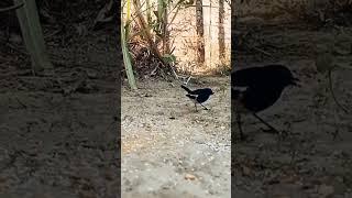 Oriental magpie Robin bird voice