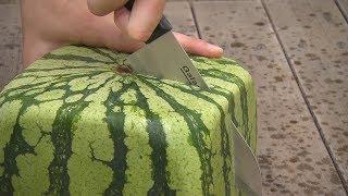 Квадратные арбузы Японии / Square watermelons Japan / 四角スイカ