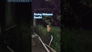 KUCING MELAMUN