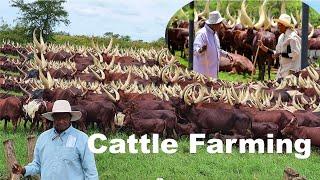 Africa's Biggest Cattle Farmer Billionaire - Cattle Farming Business