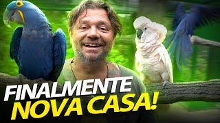 FINALMENTE ESTÁ PRONTO! SOLTAMOS AS AVES NO NOVO AVIÁRIO! | A CASA DOS BICHOS