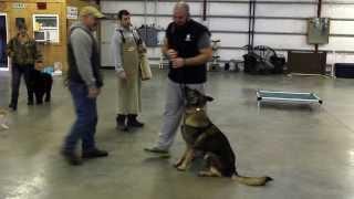 German Shepherd "Steele" Protection Dogs For Sale