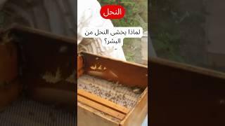 لماذا يخشى النحل من البشر؟   حقائق غريبة عن النحل وسبب خوفه من الإنسان!  معلومات علمية ممتعة #لماذا